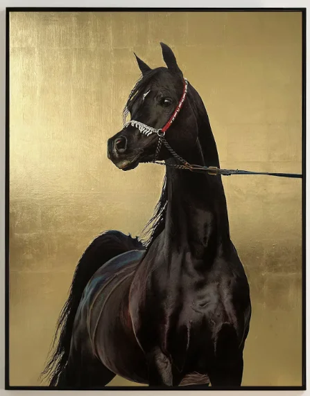 Egyptian Arabian Stallion view 2